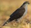 Gavilán, o halcón pequeño - Accipiter nisus: descripción e imágenes del ave, su nido, huevos y grabaciones de voz Tormenta de gorriones y herrerillos