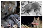 Sivá krysa alebo pasyuk: fotografia, popis zvieraťa Kde pasyuky žijú v dedinách