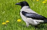 Ktoré vtáky sú najmúdrejšie?  Najinteligentnejšie vtáky.  Čo sú zač?  Najinteligentnejší vták na Zemi