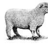 Ovce plemena Kuibyshev: popis, vlastnosti, recenzie
