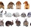 تلاقی نژادهای مختلف خرگوش