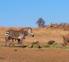 Zebra horská a človek - chov zebry horskej