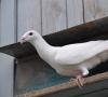 Plemená poštových holubov, ako sa určujú a ako vedia kam letieť Kedy sa objavila holubia pošta?