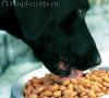 اصول تغذیه صحیح توله سگ لابرادور - نحوه تربیت صحیح توله سگ لابرادور