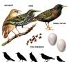 Estornino - ave migratoria Hábitat del pájaro estornino
