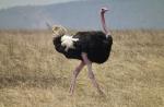 Avestruces: todo sobre las aves más grandes del mundo