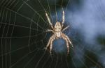 Poškodenie pavúkom: čo to je a ako ho odstrániť