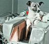 Wystrzelenie pierwszego na świecie biologicznego satelity z psem Łajka na pokładzie Pies Łajka, który poleciał w kosmos