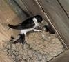 ¿De qué está hecho el nido de una golondrina y dónde se posa el pájaro?