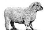 گوسفند از نژاد کویبیشف: توضیحات، ویژگی ها، بررسی ها