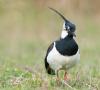 Lapwing หรือ pigalitsa - Vanellus vanellus: คำอธิบายและภาพของนก รัง ไข่ และการบันทึกเสียง