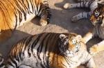 เสืออามูร์อ้วนขึ้นในสวนสัตว์จีน (6 ภาพ) ทำไมเสืออามูร์ถึงอ้วน?