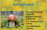 Prezentacja biologii na temat grzybów