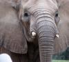 فیل - فیل غول پیکر خوش اخلاق که در آن زندگی می کند و آنچه می خورد