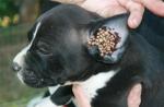 Príznaky, ktoré sa môžu objaviť u psa po uhryznutí kliešťom Príznaky napadnutia kliešťami u psov