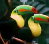 Fyzika vo svete zvierat: Tukan a jeho zobák Prečo má tukan taký nádherný zobák