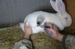 Leczenie biegunki u królików w domu