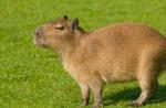 ¿Por qué se llama así al conejillo de indias? Hipótesis interesantes e historia de la domesticación del roedor.