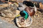 Tipos de patos buceadores: descripciones con fotos y hábitats Especies de patos urbanos
