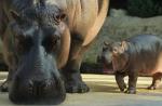 Interesante sobre los hipopótamos ¿Por qué un hipopótamo es un herbívoro?