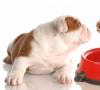 recepty na krmivo pre psov ako si vyrobiť domáce krmivo pre psov