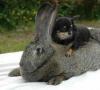 بزرگترین خرگوش جهان چیست؟
