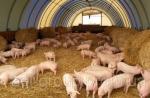 بستر تخمیر برای خوک ها، لایه توری بستر زیستی بستر خاک اره برای خوک های دارای باکتری