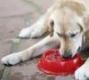 Dôvody, prečo pes pije veľa vody a močí