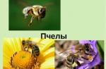 Stredoveká prezentácia Úžasná včela