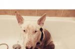 Charakteristika psov plemena Bull Terrier s recenziami a fotografiami