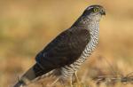 Sparrowhawk یا شاهین کوچک - Accipiter nisus: توضیحات و تصاویر پرنده، لانه، تخم‌ها و صدای ضبط شده طوفان گنجشک‌ها و جوانان