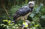 Arpía sudamericana: descripción de un ave rapaz, datos interesantes.