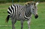 Čo je to zebra, akú má farbu a kde žije?