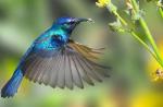 Zaujímavé fakty o vtákoch kolibríka