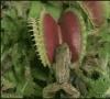 mucholapka Venušina Aké organizmy v prírode sa nazývajú mucholapka