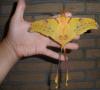 Velero de cola de golondrina: nuestra mariposa más hermosa y su oruga Incluso las mariposas pueden ser monarcas