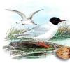 Gaviota reidora, o gaviota de río, o gaviota común, o mono - Larus ridibundus: descripción e imágenes del ave, su nido, huevos y grabaciones de voz