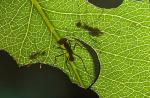 گونه مورچه: آشنا و عجیب و غریب