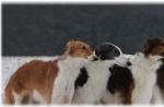 تازی روسی: ویژگی های شخصیتی و قوانین برای پرورش سگ شکاری نجیب نژادهای تازی روسی