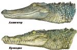Kto je väčší: aligátor alebo krokodíl?