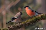 Hýľ: vzhľad vtákov a ich rod, či už ide o sťahovavé alebo sedavé Hýly