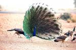 طاووس مرغ زیبایی است
