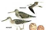 Pájaro caracol, descripción de apariencia, hábitat, hábitos Anidación y reproducción.