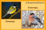 Popis a zoznam sťahovavých vtákov: kto nezostáva na zimu