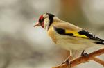 Stehlík spev.  Vtáčik stehlík.  Popis, vlastnosti, životný štýl a biotop stehlíka.  Linnet je považovaný za druh stehlíka