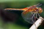 ¿Qué comen las libélulas y sus larvas? Insecto libélula