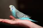 Adaptacja, udomowienie i tresura papug