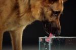 Pes pije veľa vody a močí: dôvod