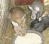 Denná norma kŕmenia králikov Koľko krmiva potrebuje králik za deň
