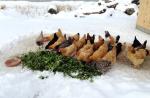 خوراک مرغ رایگان برای زمستان